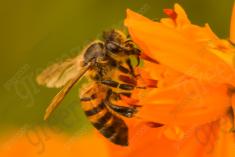 Abelha 36 <em>(2440)</em>