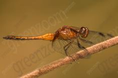 Libelula 67 <em>(2441)</em>