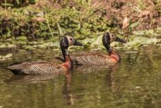 Marreco 4 <em>(2442)</em>