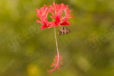 Flor 196 <em>(2443)</em>