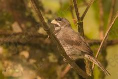 Coleirinho 3 <em>(2444)</em>