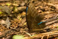 Borboleta 148 <em>(2445)</em>