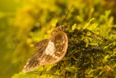 Mariposa 52 <em>(2446)</em>