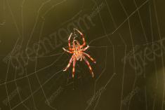 Aranha 61 <em>(2447)</em>