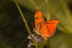 Borboleta 145 <em>(2448)</em>