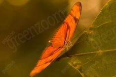 Borboleta 146 <em>(2449)</em>