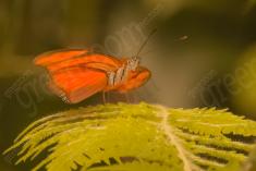 Borboleta 147 <em>(2450)</em>