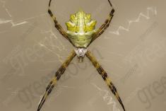 Aranha 60 <em>(2451)</em>