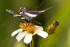 Borboleta 144 <em>(2452)</em>