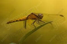 Libelula 66 <em>(2453)</em>