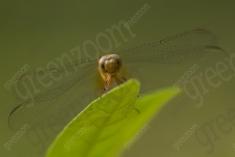 Libelula 64 <em>(2454)</em>