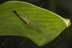 Mariposa 53 <em>(2455)</em>