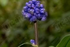 Flor 197 <em>(2456)</em>