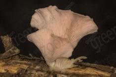 Cogumelo 35 <em>(2457)</em>