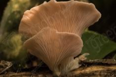 Cogumelo 36 <em>(2458)</em>