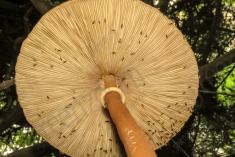 Cogumelo 34 <em>(2459)</em>