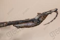 Lagartixa 9 <em>(2460)</em>