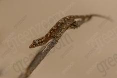 Lagartixa 10 <em>(2461)</em>