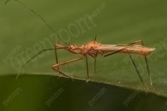 Inseto 186 <em>(2463)</em>