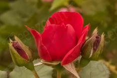 Flor 198 <em>(2464)</em>