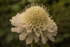 Flor 199 <em>(2465)</em>