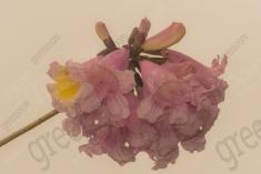 Flor 200 <em>(2466)</em>