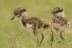 Quero Quero 10 <em>(2467)</em>