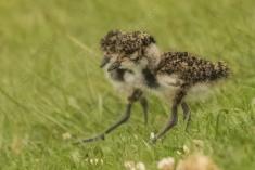 Quero Quero 9 <em>(2468)</em>