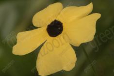 Flor 268 <em>(2469)</em>