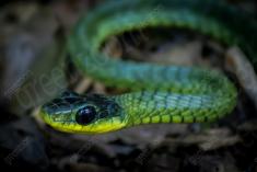 Cobra 2 <em>(247)</em>