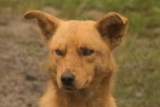 Cachorro 5 <em>(2470)</em>