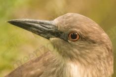 Socó 15 <em>(2471)</em>