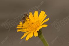 Mosca 7 <em>(2472)</em>