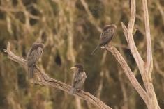 Biguá 4 <em>(2473)</em>