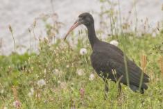 Coró Coró 9 <em>(2474)</em>