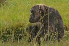 Chimpanze 4 <em>(2475)</em>