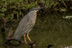 Socó 16 <em>(2476)</em>