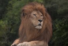 Leão 5 <em>(2477)</em>