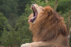 Leão 6 <em>(2478)</em>