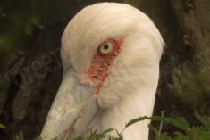 Cegonha Branca 9 <em>(2479)</em>