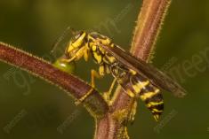 Vespa 14 <em>(2481)</em>