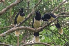 Gralha Cancã <em>(2482)</em>