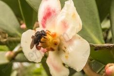 Abelha 49 <em>(2483)</em>