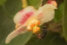 Abelha 50 <em>(2484)</em>