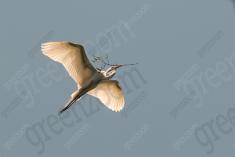 Garça 14 <em>(2487)</em>