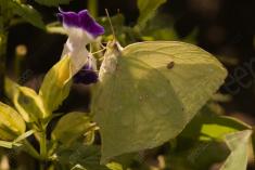 Borboleta 202 <em>(2489)</em>