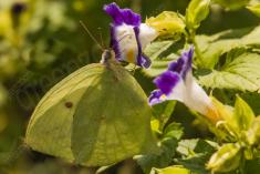 Borboleta 203 <em>(2490)</em>