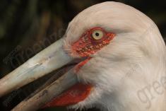 Cegonha Branca 11 <em>(2491)</em>