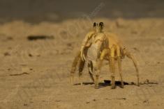 Siri 2 <em>(2492)</em>