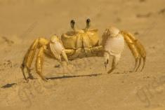 Siri 3 <em>(2493)</em>